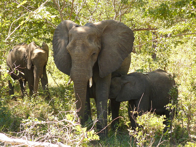 Botswana Safari Holidays — Elephants in Chobe National Park, Botswana.