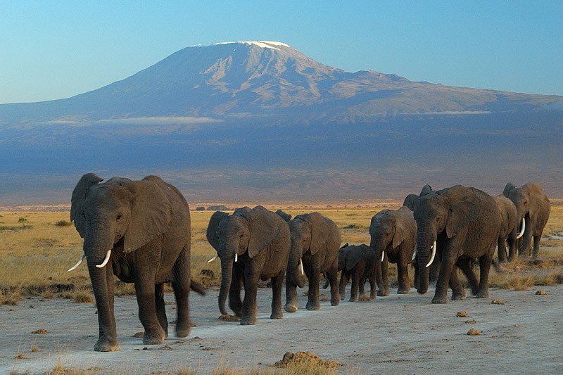 Tanzania Wildlife Safaris — Elephants at Amboseli National Park Against Mount Kilimanjaro.