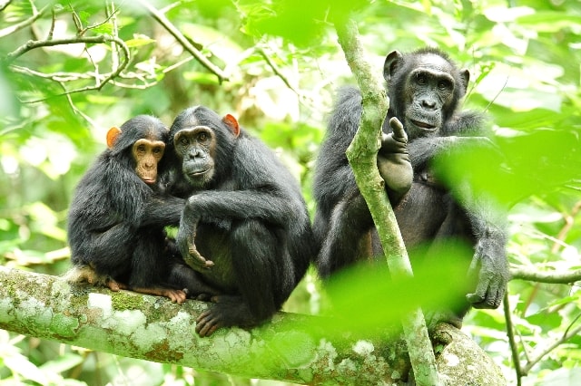 Uganda Wildlife Safaris — Three Chimpanzees in Uganda.