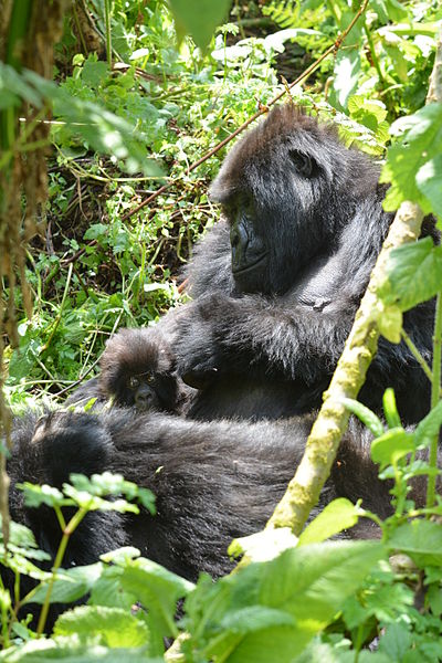 A mountain gorilla showing motherly love