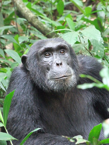 Uganda wildlife safaris — chimpanzee at kibale national park, uganda.