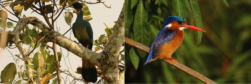 The Great Blue Turaco and Malachite Kingfisher.