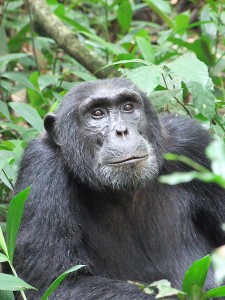 Chimpanzee