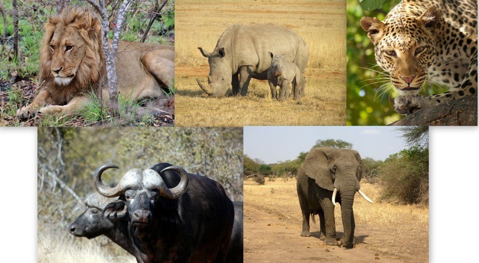 Best African Hunting Safari — Photo Montage Depicting African Wildlife.