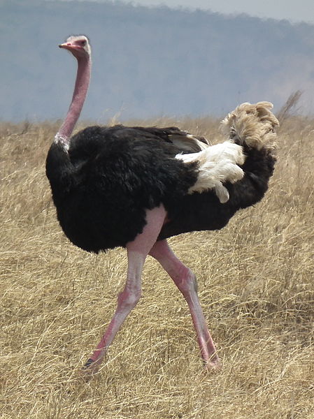Best african hunting safari — ostrich in tanzania.