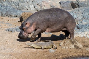 Crocodile with Hippopotamus