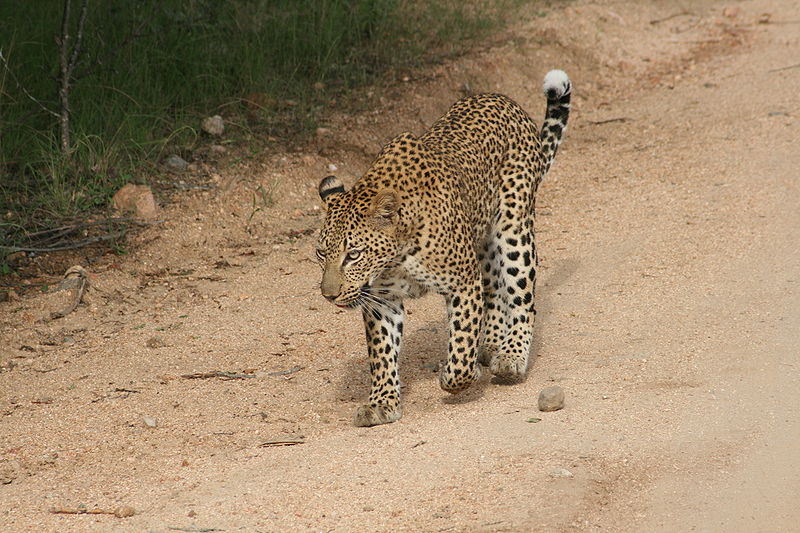South africa safari vacation — leopard walking on a road in the sabi sands reserve, south africa.