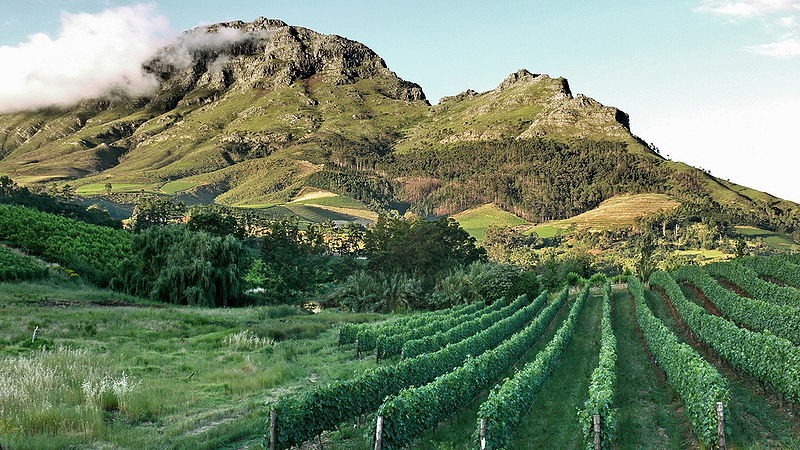 South africa safari vacation — vineyards in the south african wine region of stellenbosch.