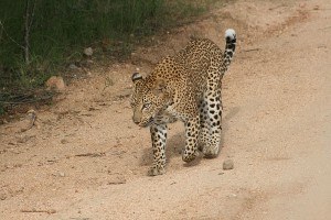 Leopard Walking