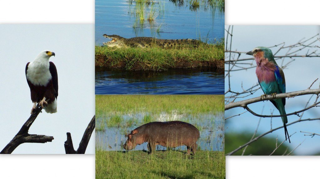 Wildlife of the Okavango Delta