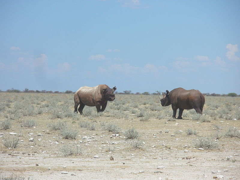 Save the Black Rhinoceros — Two Black Rhinoceros in the Namibia National Park.