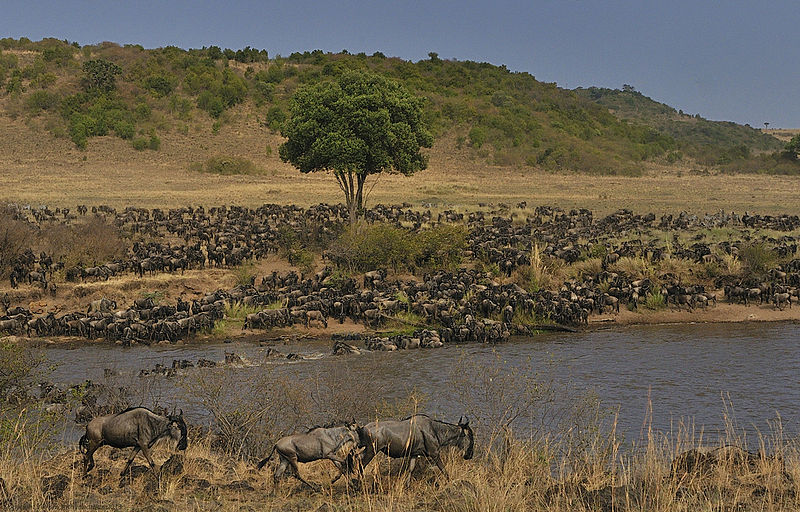 Tanzania wildlife safaris — annual wildebeest migration across the mara river in kenya's masai mara national reserve.