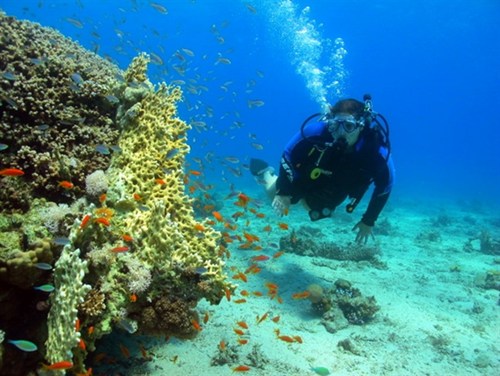 Volunteer for wildlife — coral reef conservation project.