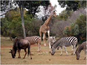 Wildlife