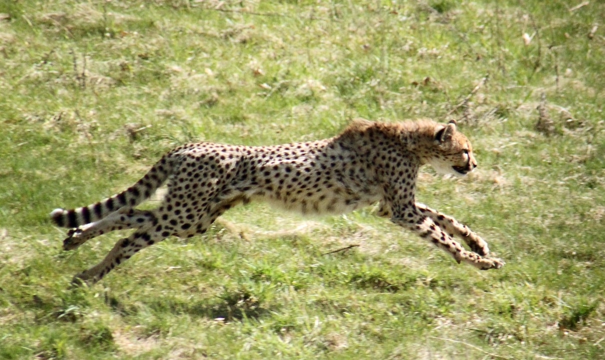 Facts about african wildlife — cheetah chasing its prey.
