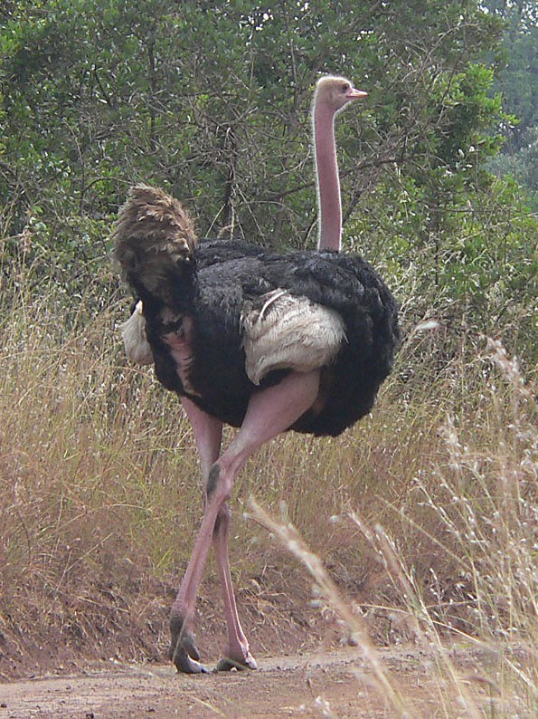 Facts about african wildlife — ostrich walking in nairobi national park, kenya.