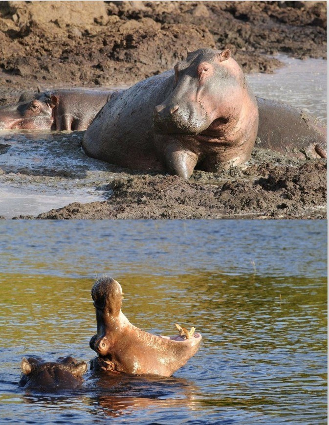 Facts about African Wildlife — Hippopotamuses in the Serengeti National Park, Tanzania.