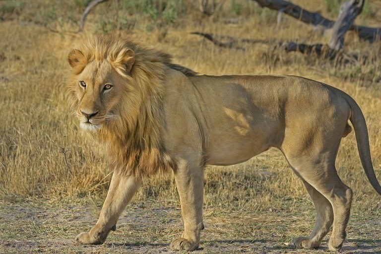 Facts about african wildlife — african lion.
