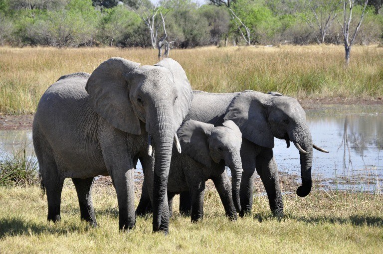Facts about African Wildlife — Three Elephants in the Okavango Delta, Botswana.
