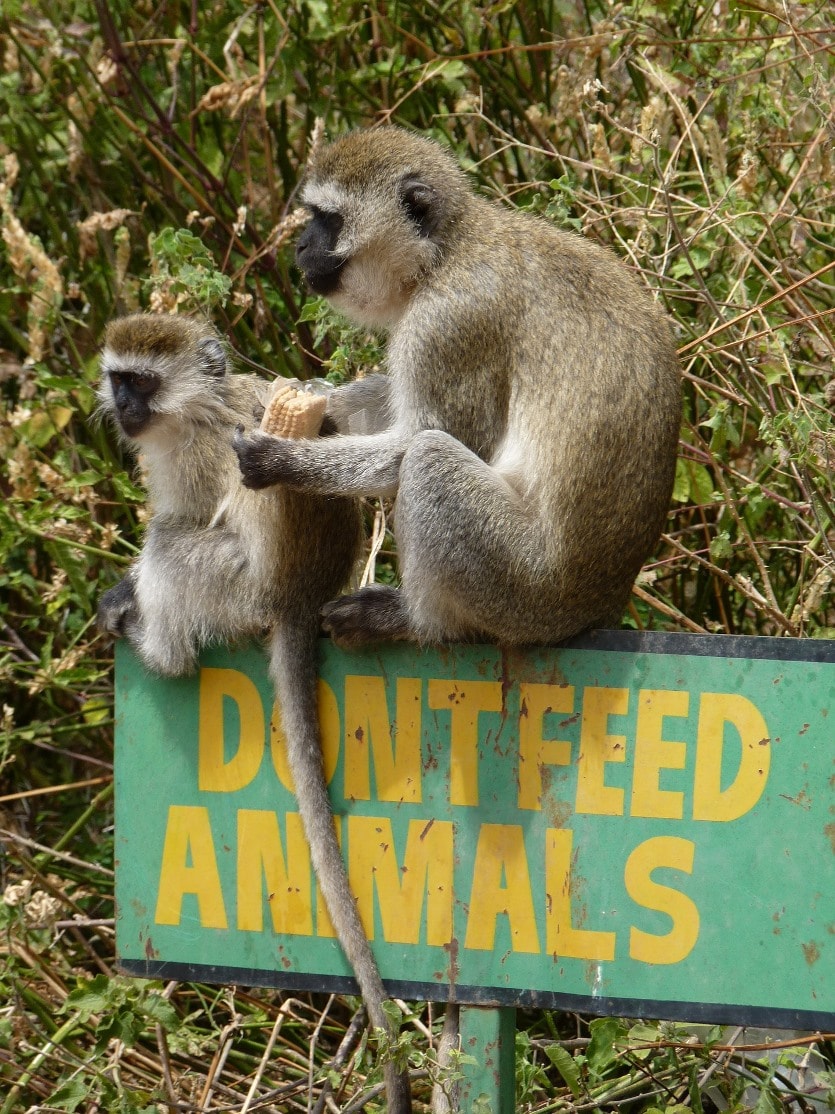 Tips for a Safari — Two Chimps Sitting on a Sign "Don't Feed the Animals."