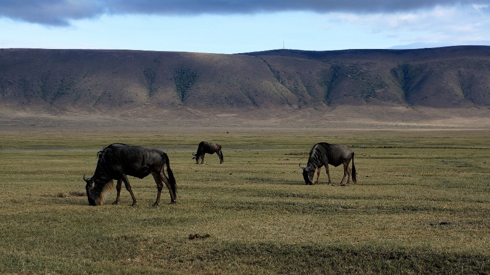 Wildlife photography tips for beginners — wildebeests in the ngorongoro crater, tanzania.