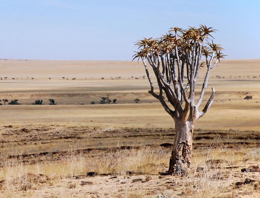 Foreground view of a tree in the namibian desert.