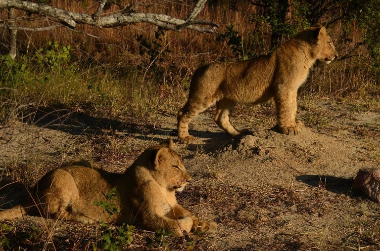 Portrait of Lions Cubs in Africa Showing Light Composition Effect.