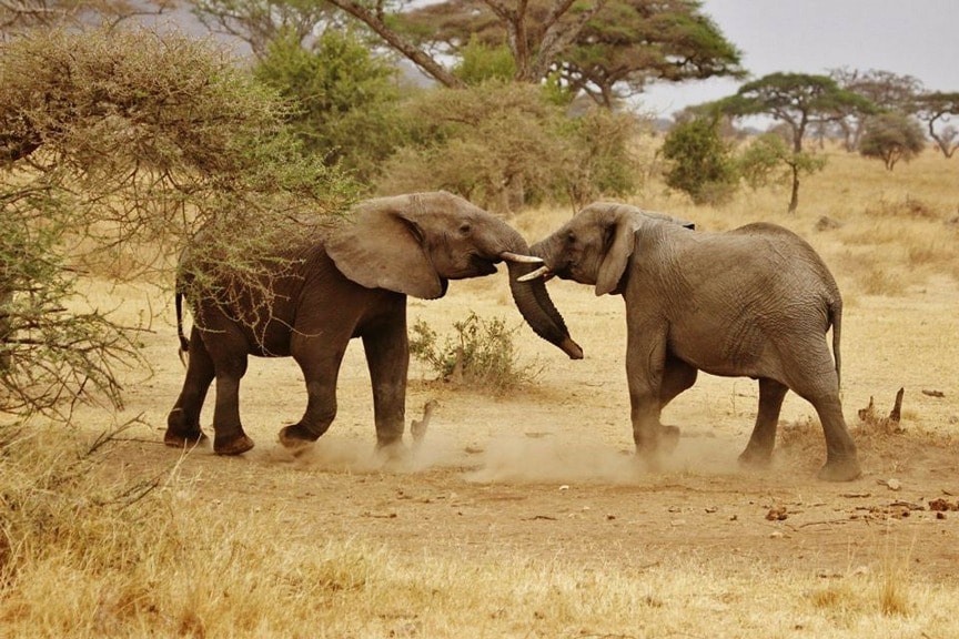 Wildlife photography tips for beginners — two elephants fighting in the serengeti national park, tanzania.