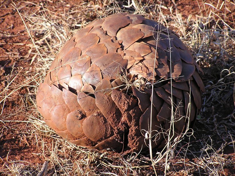 About the pangolins — pangolin roll up into ball in the madikwe game reserve, south africa.
