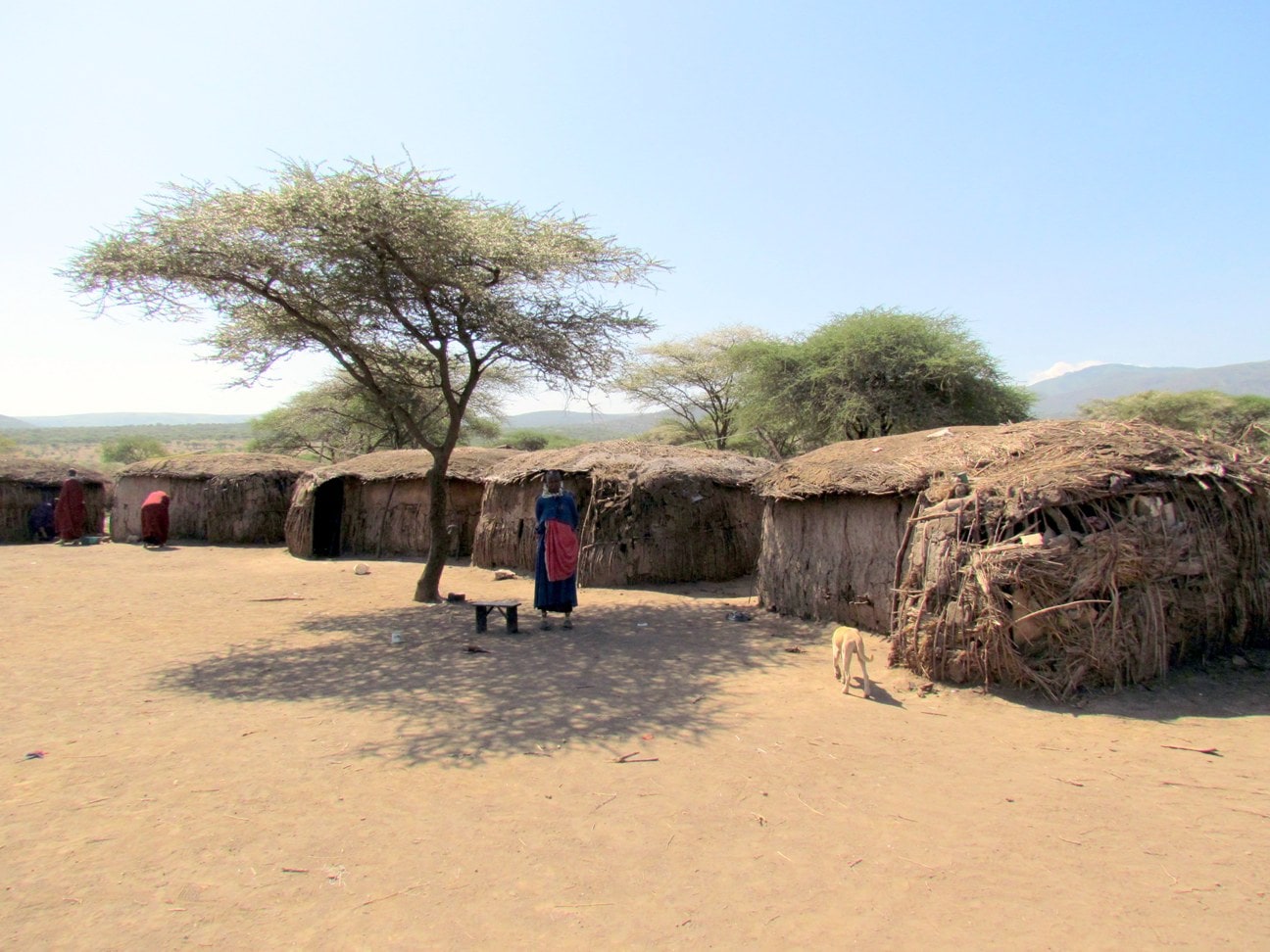 G adventures tour review — manyattas in the maasai village in ngorongoro, tanzania, africa.