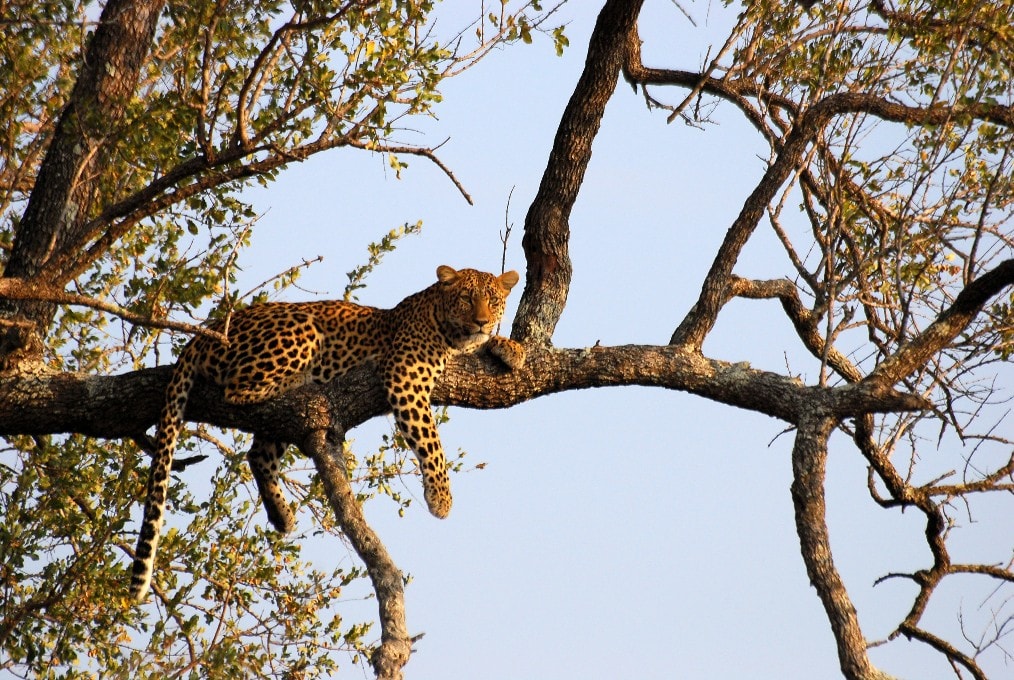 Kruger park safari review — leopard resting in a tree in the kruger national park, south africa.