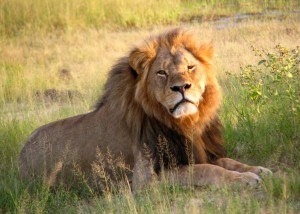 Cecil in the Hwange Park