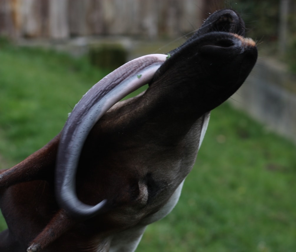Facts about the okapi— the okapi's long tongue!