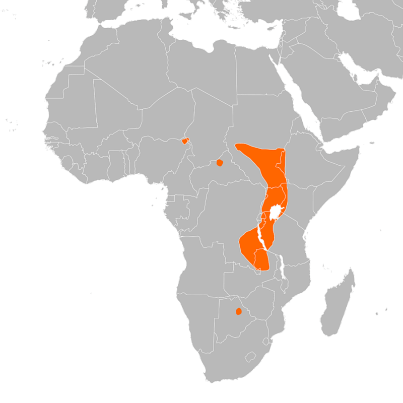 About the Shoebill — A Map Showing the Distribution of Shoebills in Africa.