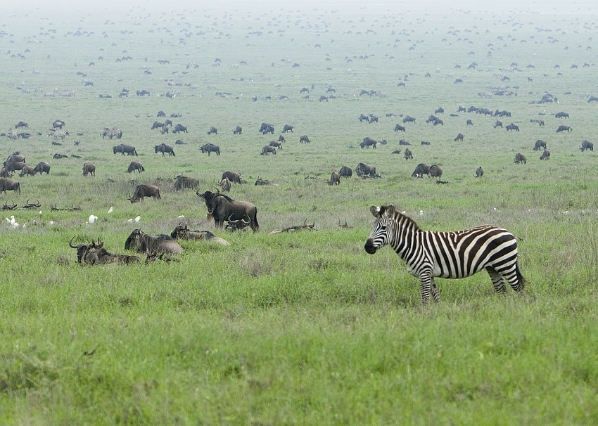 Tanzania Safari Review — Zebras and Wildebeests in the Serengeti National Park, Tanzania.