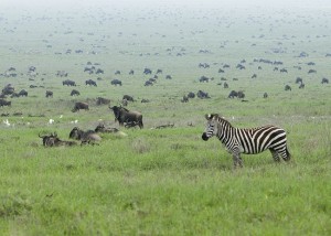 Wildebeest Migration