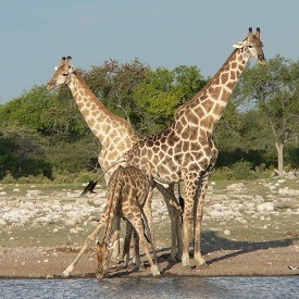 Facts about African Wildlife — Giraffes Drinking in Namibia.