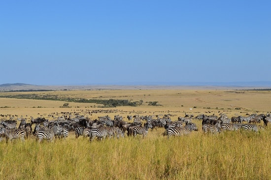 Kenya Active Safari Review — Herds of Wildebeests and Zebras, Mara Reserve, Kenya.