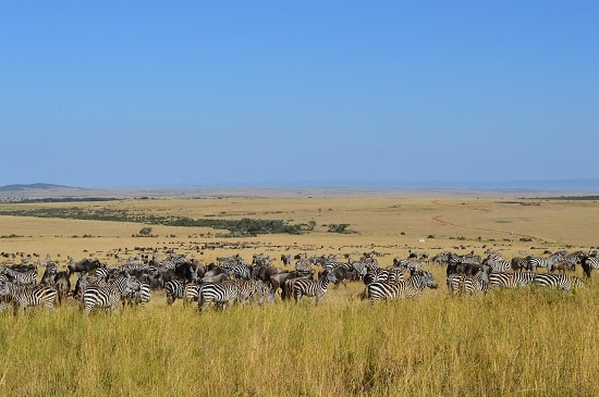 Kenya active safari review — herds of wildebeests and zebras, mara reserve, kenya.