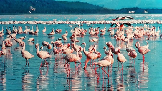 Pink Flamingos at Lake Nakuru, Rift Valley, Kenya.