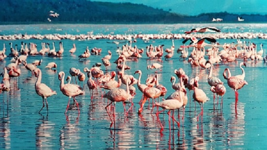 Pink flamingos at lake nakuru, rift valley, kenya.