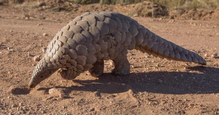 About the Pangolins — Pangolin Searching for Ants, Namibia.