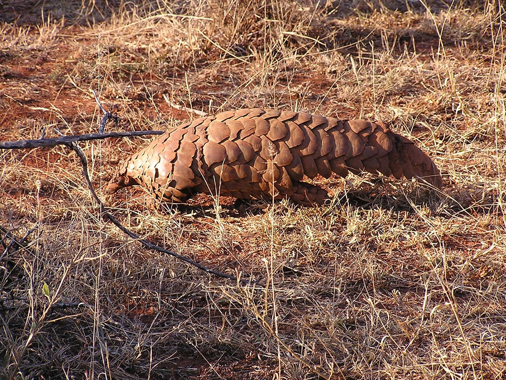 About the Pangolins — Pangolin Walking in the Madikwe Game Reserve, South Africa.