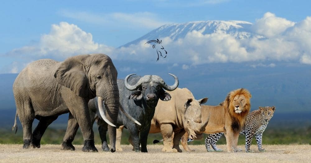 African Big Five Animals — Lion, Elephant, Leopard, Buffalo and Rhinoceros in Front of Mount Kilimanjaro.