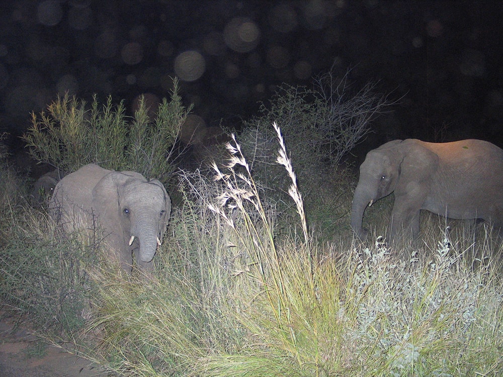 African big five animals — three young elephants at night in pilanesberg game reserve, south africa.
