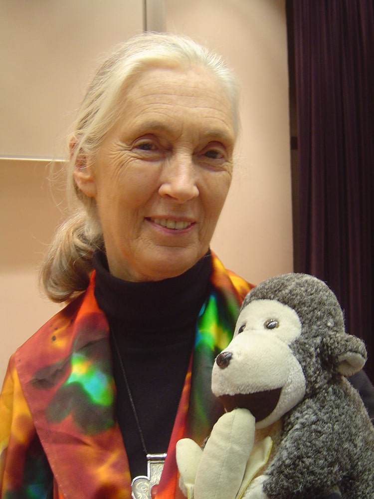 All about the chimpanzees — jane goodall is a famous animal scientist for studying chimpanzees.