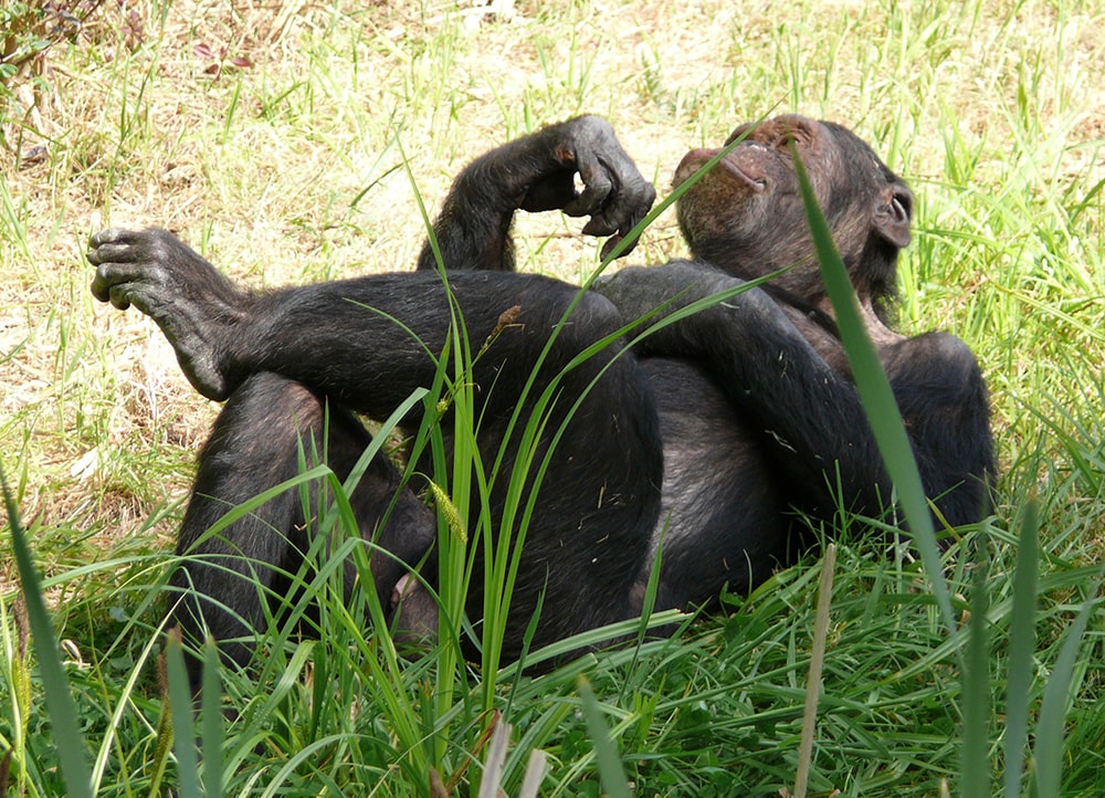 All about the Chimpanzees — Chimpanzee Relaxing Lying in the Grass.