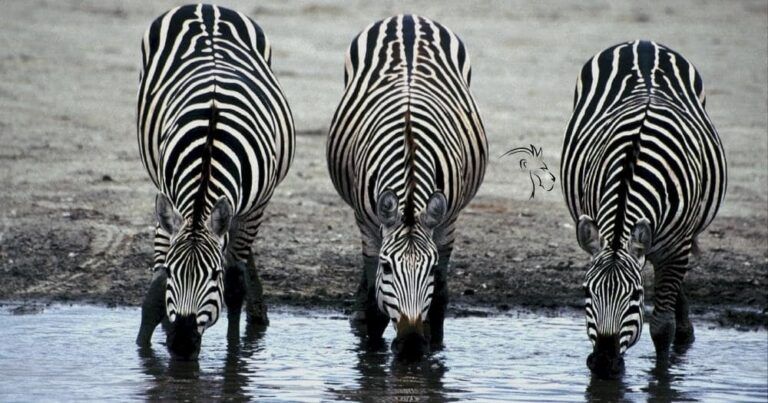 Amazing Facts about the Zebras — Three Zebras Drinking at a Waterhole, Etosha National Park, Namibia.
