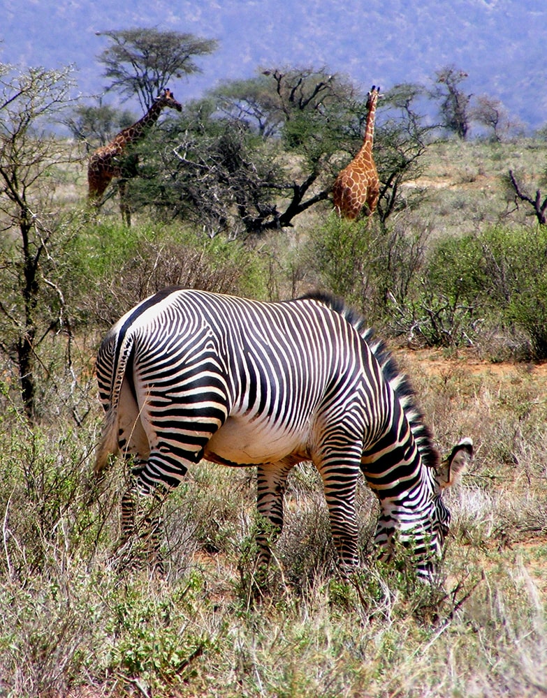 Amazing Facts about the Zebras — Grévy's Zebra.