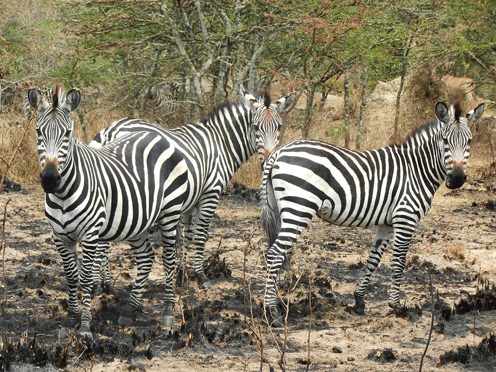Amazing facts about the zebras — burchell's zebras, africa.